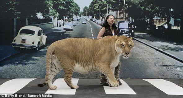 lion pet