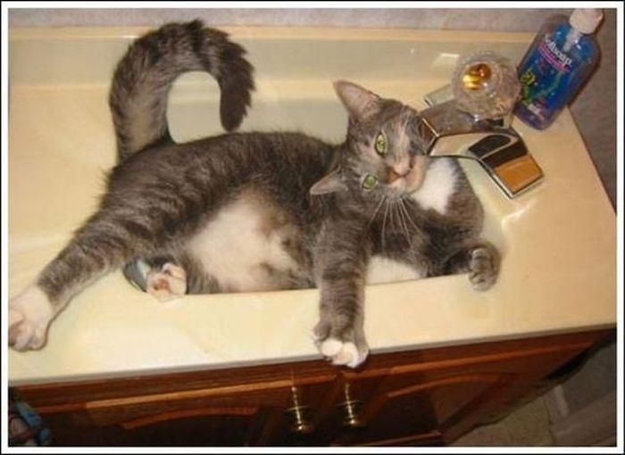 cute baby pet animal with water