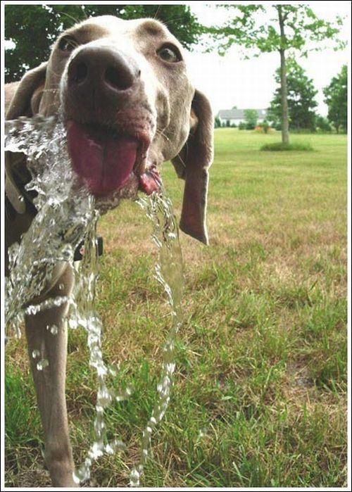 cute baby pet animal with water