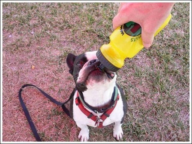 cute baby pet animal with water
