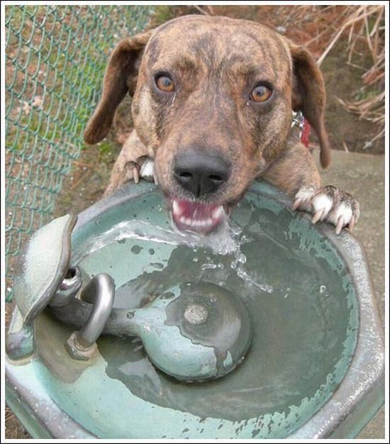 cute baby pet animal with water