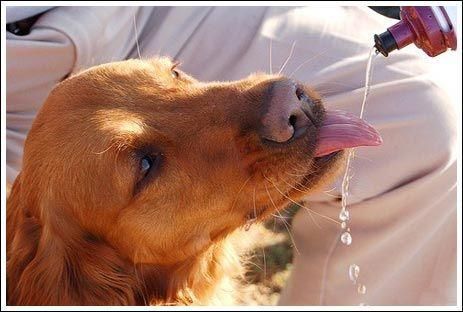 cute baby pet animal with water