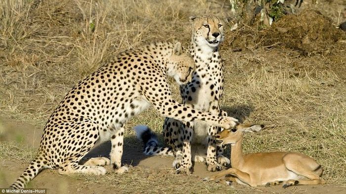 Antelope cub was lucky, cheetahs were not hungry