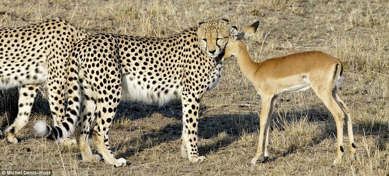 Antelope cub was lucky, cheetahs were not hungry