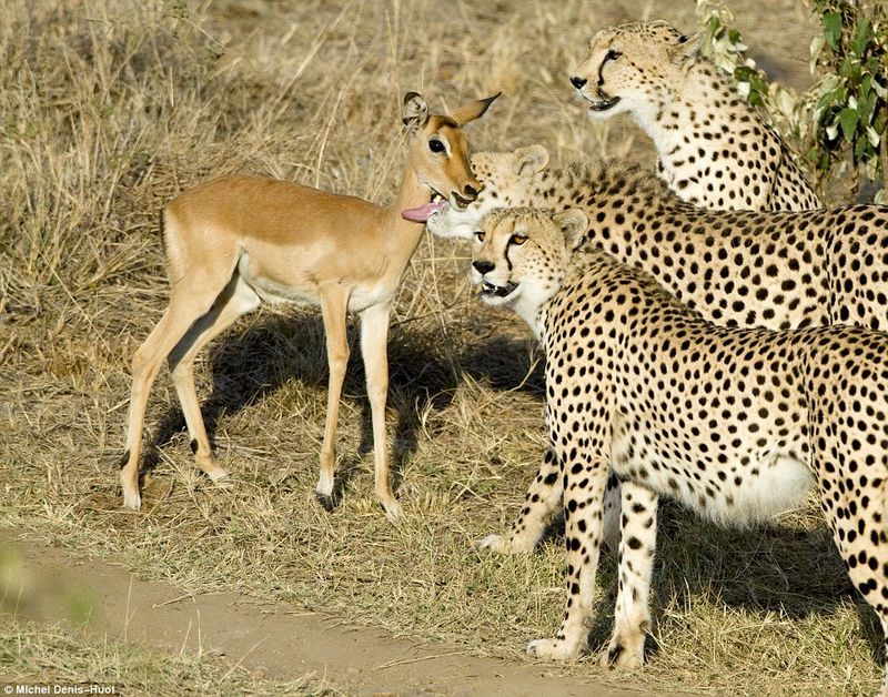 Antelope cub was lucky, cheetahs were not hungry