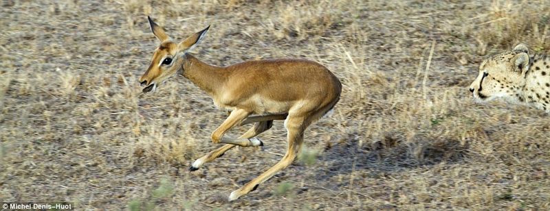 Antelope cub was lucky, cheetahs were not hungry