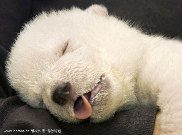 very young polar bear