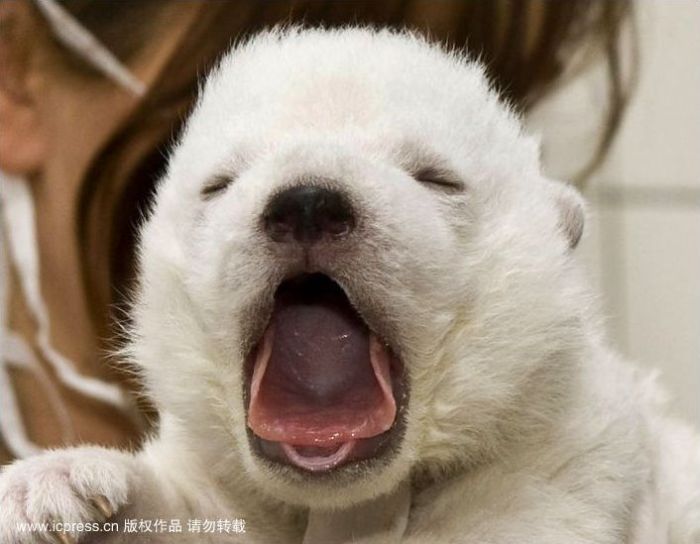 very young polar bear