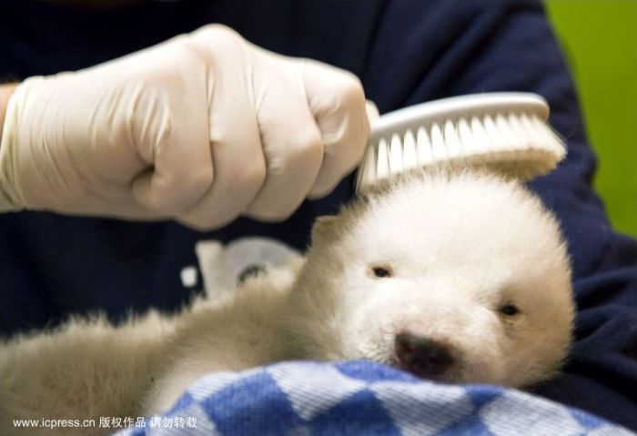 very young polar bear