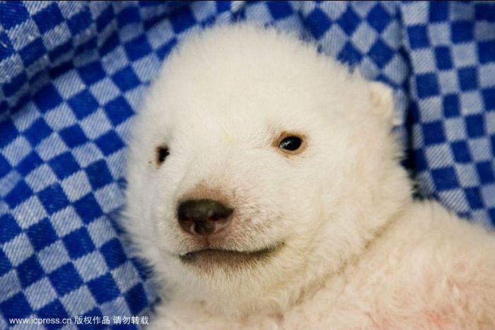 very young polar bear