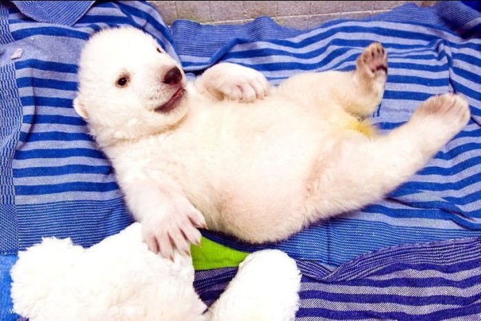 very young polar bear