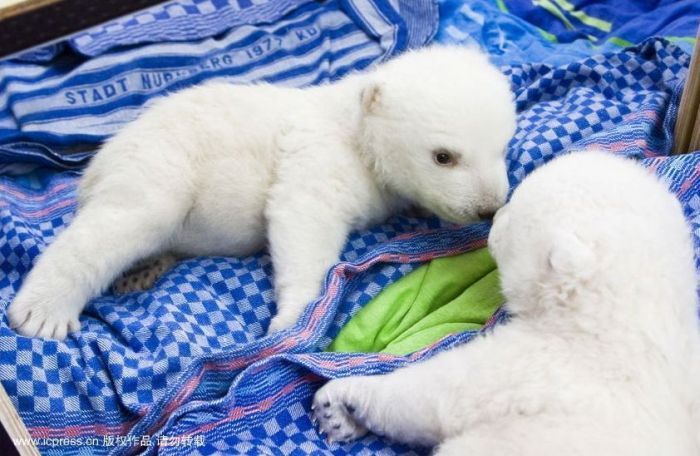 very young polar bear