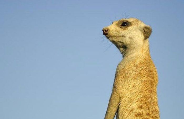 Meerkat (suricate), Suricata suricatta