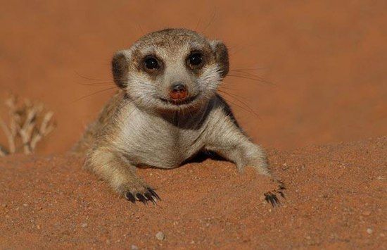 Meerkat (suricate), Suricata suricatta