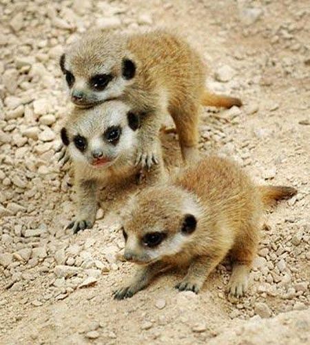 Meerkat (suricate), Suricata suricatta