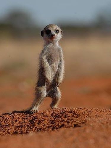 Meerkat (suricate), Suricata suricatta