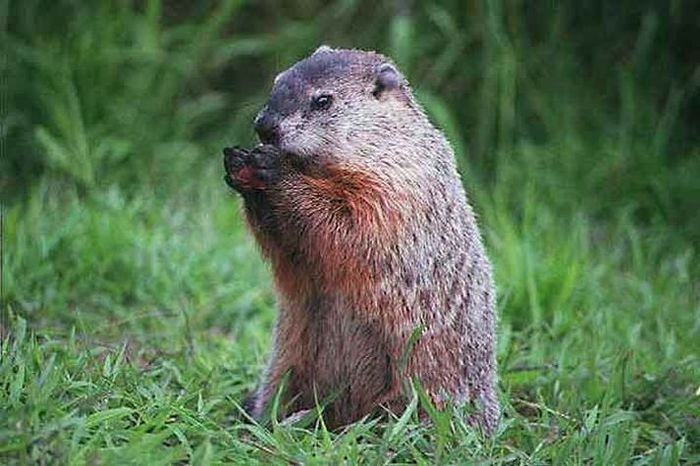 Groundhog, Marmota monax