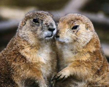 Groundhog, Marmota monax