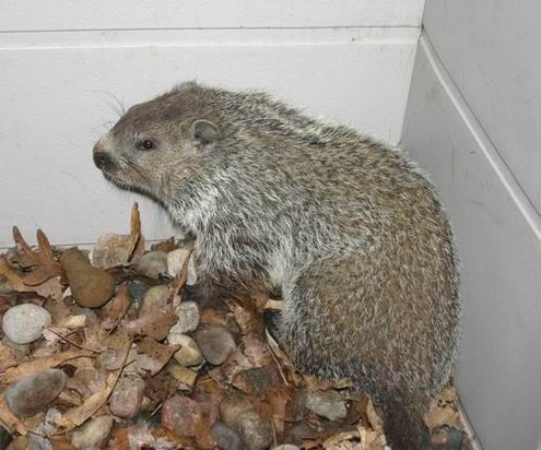 Groundhog, Marmota monax