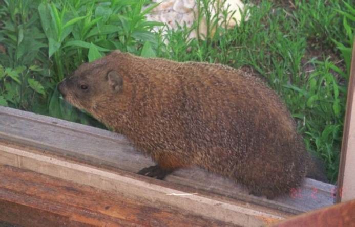 Groundhog, Marmota monax