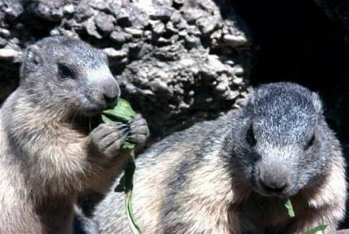 Groundhog, Marmota monax