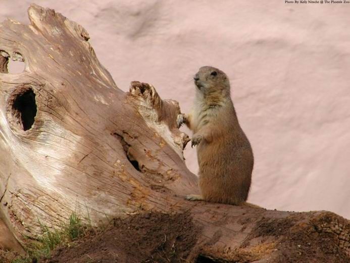Groundhog, Marmota monax