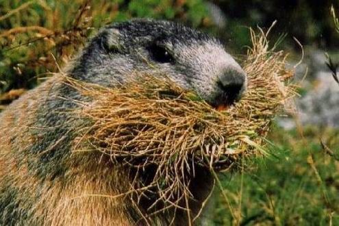 Groundhog, Marmota monax