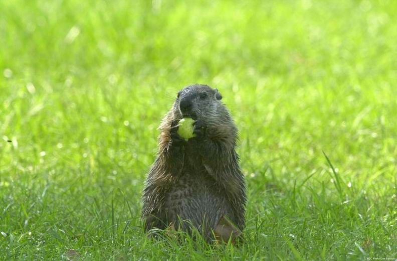 Groundhog, Marmota monax