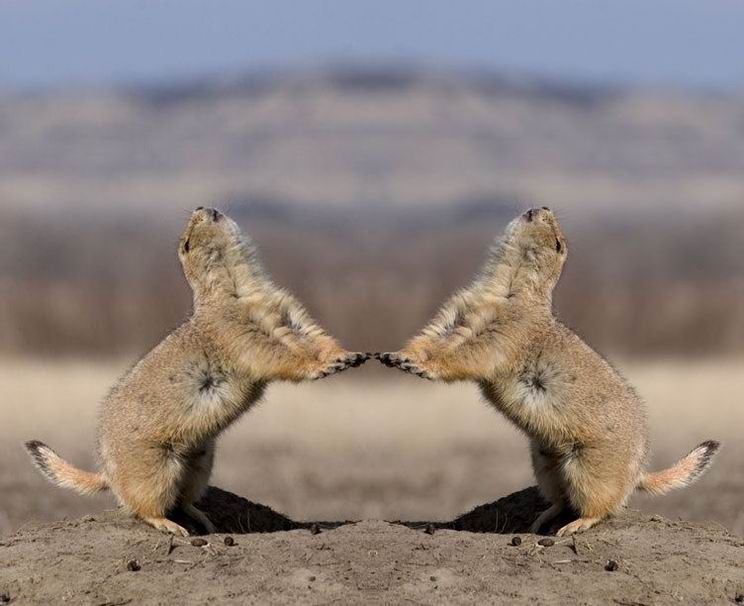 Groundhog, Marmota monax