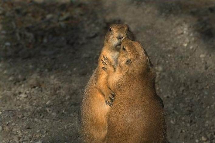 Groundhog, Marmota monax