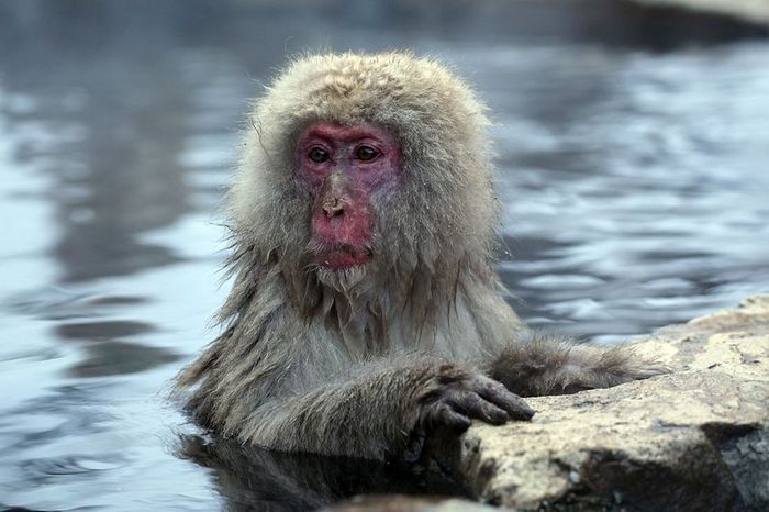 Japanese Swimming Macaques, Snow Monkeys