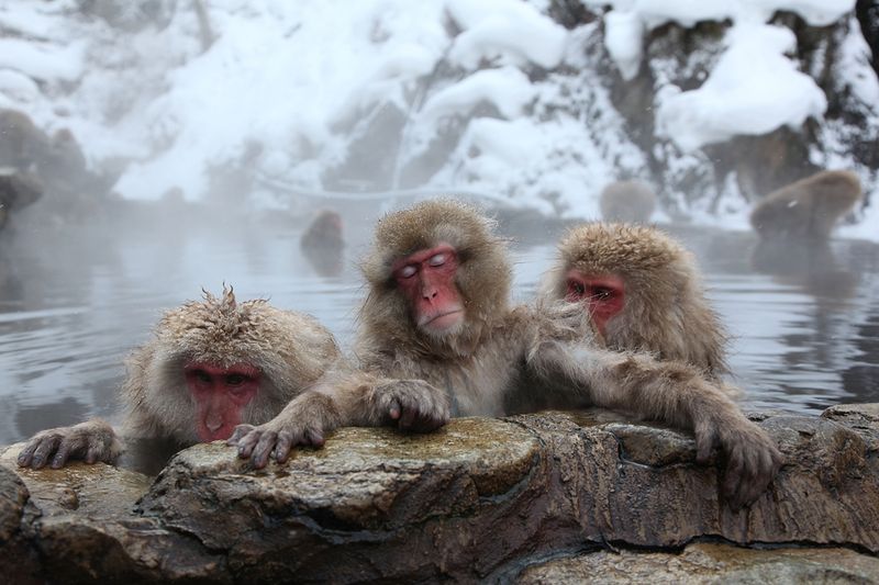 Japanese Swimming Macaques, Snow Monkeys