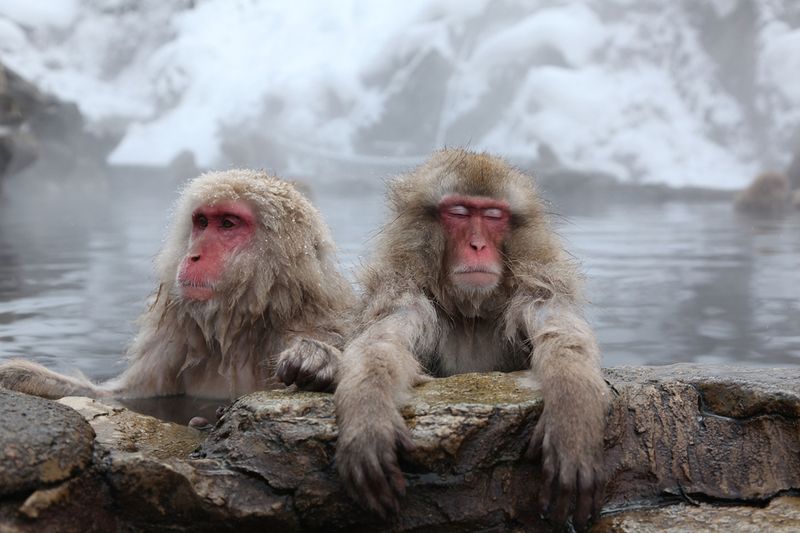 Japanese Swimming Macaques, Snow Monkeys