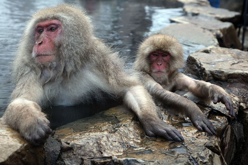 Japanese Swimming Macaques, Snow Monkeys