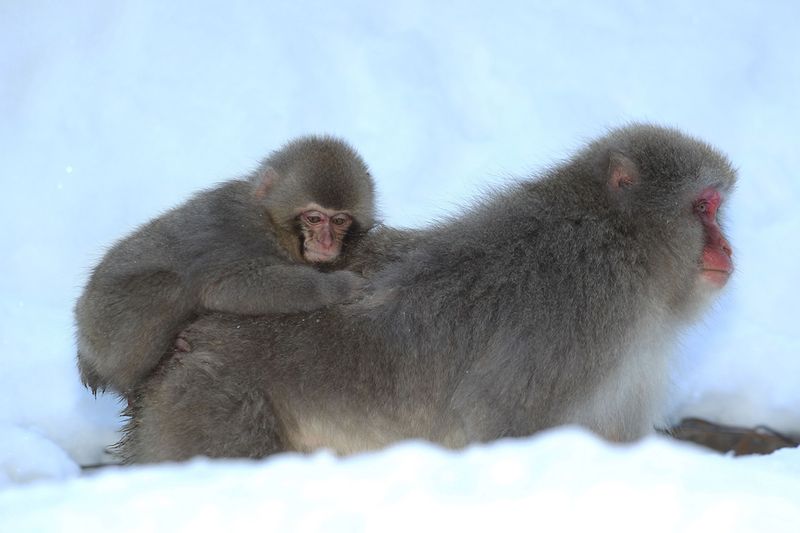 Japanese Swimming Macaques, Snow Monkeys