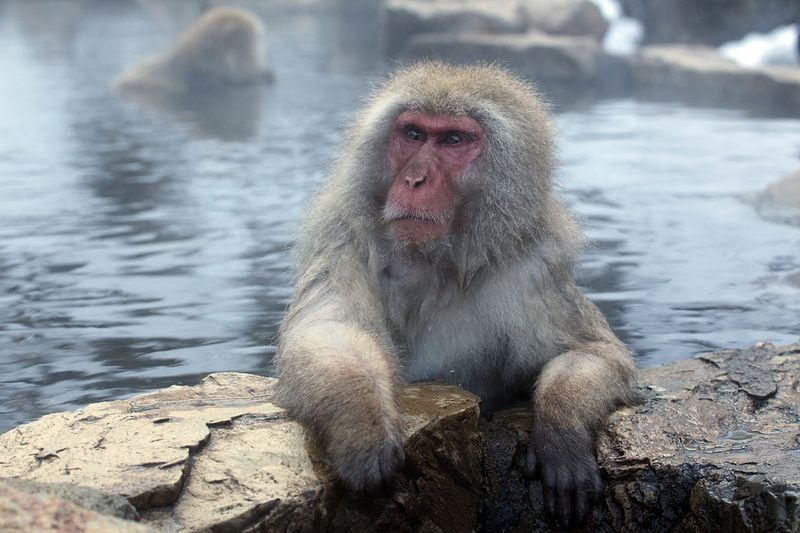 Japanese Swimming Macaques, Snow Monkeys