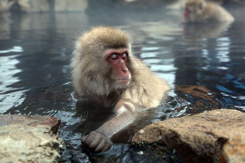 Japanese Swimming Macaques, Snow Monkeys