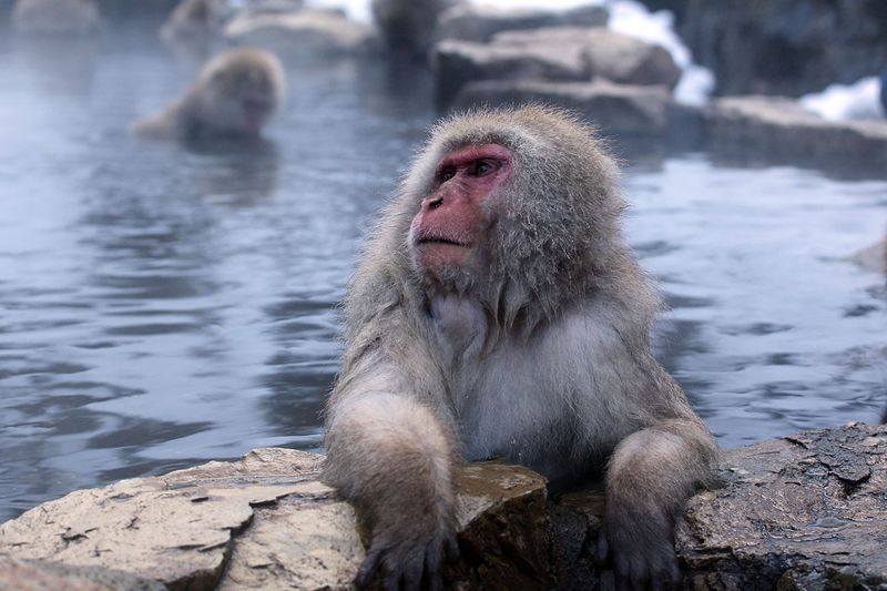 Japanese Swimming Macaques, Snow Monkeys