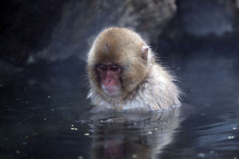 Japanese Swimming Macaques, Snow Monkeys