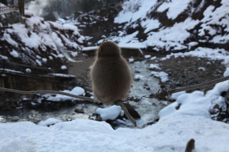 Japanese Swimming Macaques, Snow Monkeys