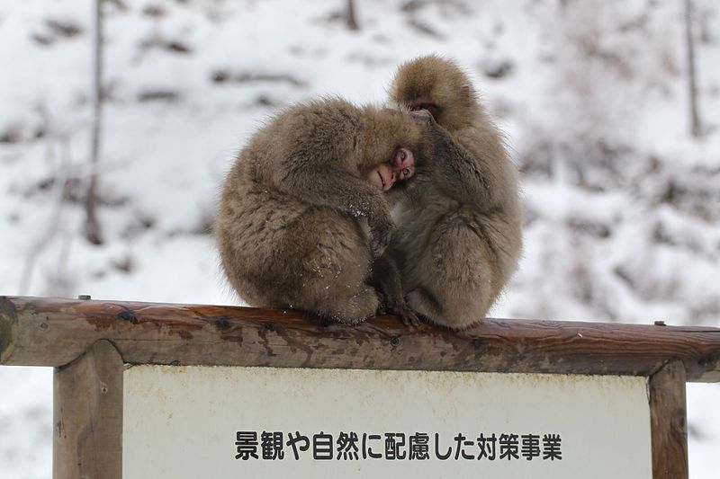 Japanese Swimming Macaques, Snow Monkeys