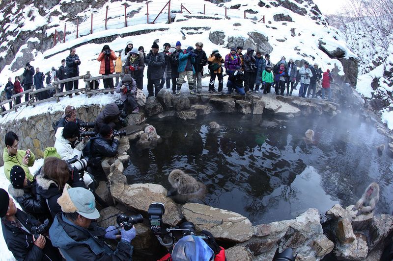 Japanese Swimming Macaques, Snow Monkeys