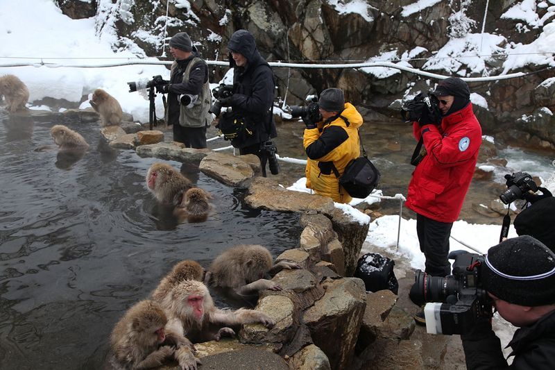 Japanese Swimming Macaques, Snow Monkeys