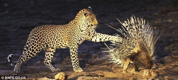 Tachyglossus Aculeatus with small Leopard