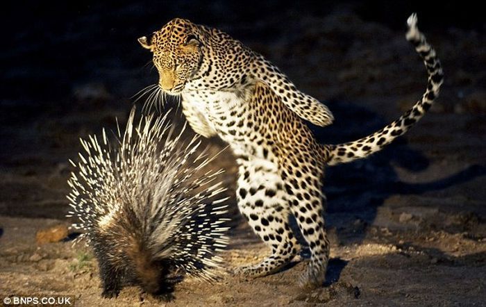 Tachyglossus Aculeatus with small Leopard