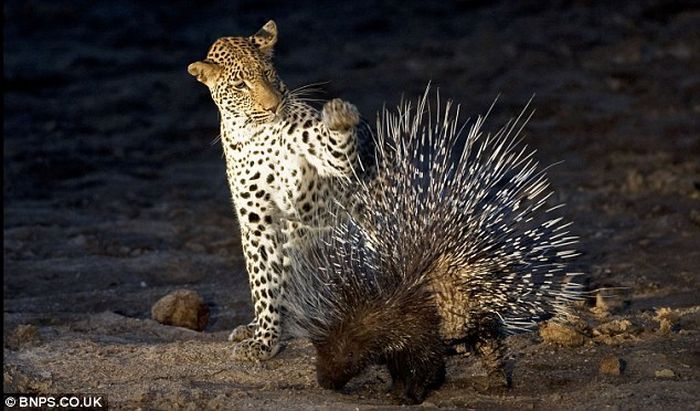 Tachyglossus Aculeatus with small Leopard