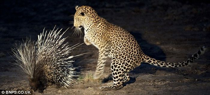 Tachyglossus Aculeatus with small Leopard