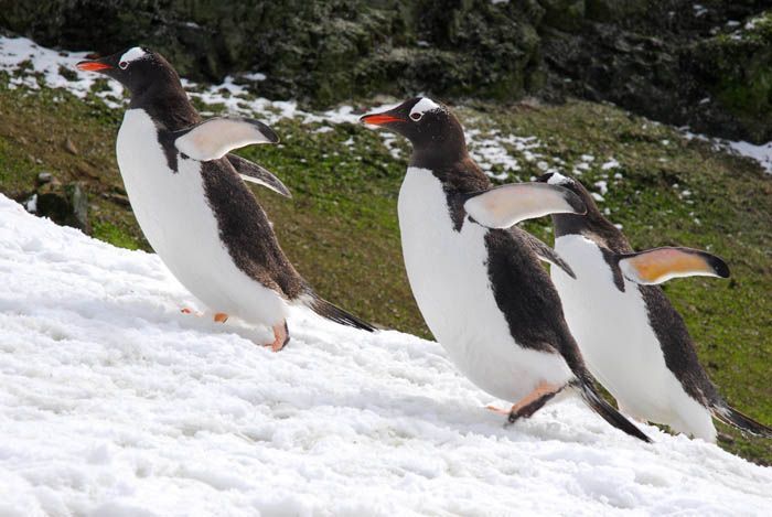 penguins