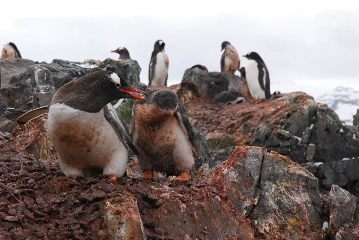 penguins