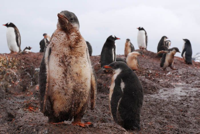 penguins